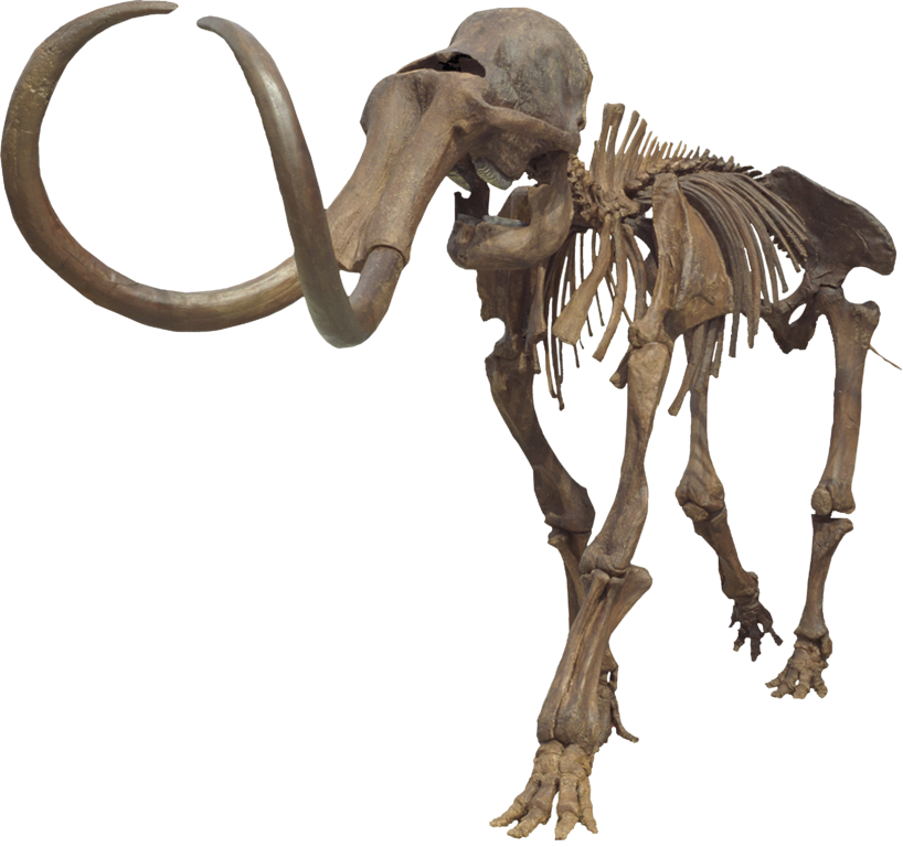 Mastodon